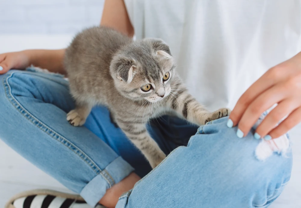 camera to see pets at home